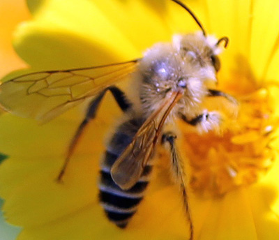 пчела собирает нектар, фото