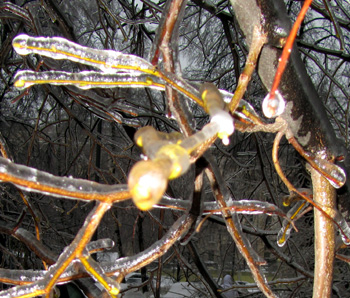 Защита растений от ледяной корки, фото