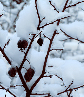 Чем опасен мокрый снег для растений, фото