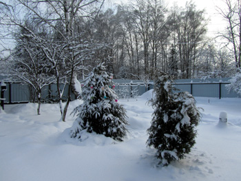 Зачем окучивать деревья снегом, фото