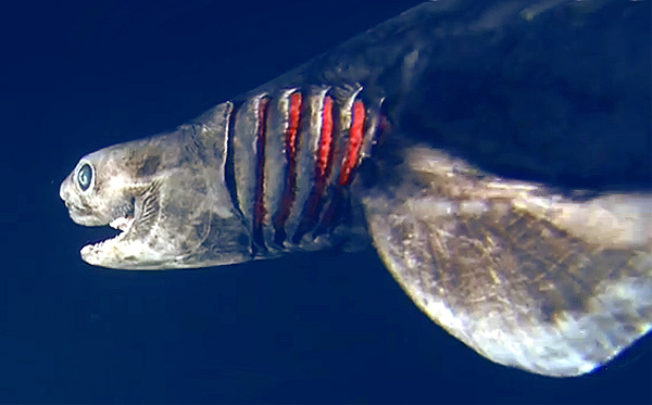 плащеносная акула, фото