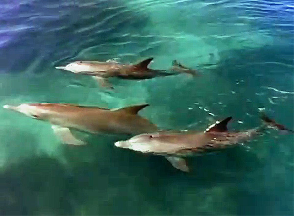 Интересные сведения о дельфинах, фото