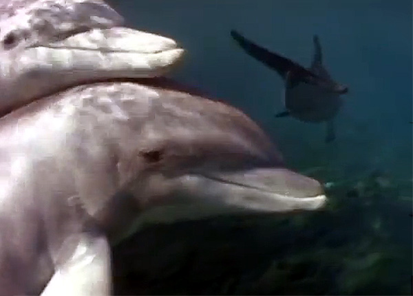 дельфины, фото