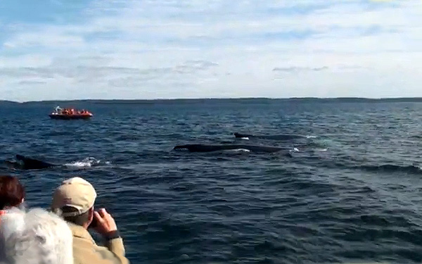 Интересные сведения о китах, фото
