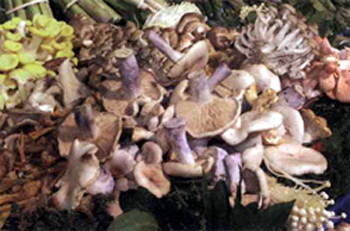Съедобные грибы, фото
