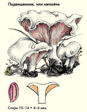 Как выглядит гриб подвишенник, рисунок