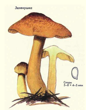Как выглядит гриб зеленушка, рисунок