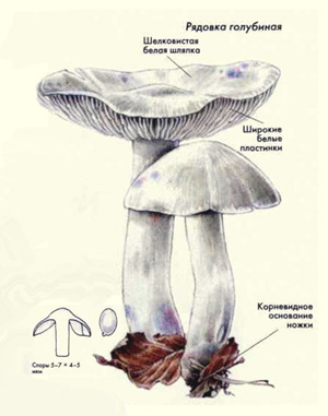 Как выглядит гриб рядовка голубиная, рисунок