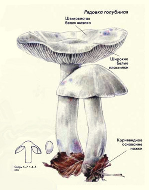 Гриб Рядовка Голубиная Фото