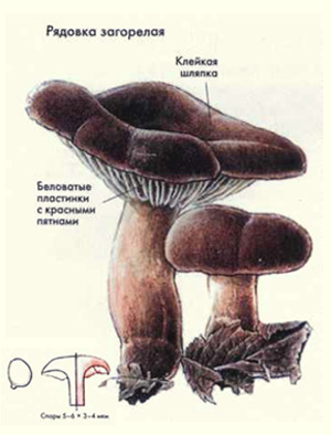 Как выглядит гриб рядовка загорелая, рисунок