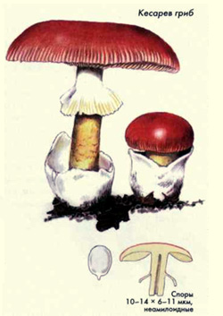 Как выглядит кесарев гриб, рисунок