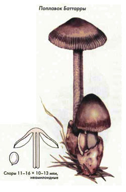 гриб Поплавок Баттарры, рисунок