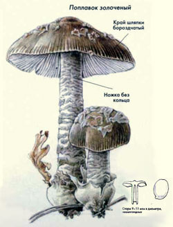 Как выглядит гриб поплавок золоченый, рисунок