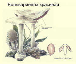 Как выглядит гриб вольвариелла красивая, рисунок