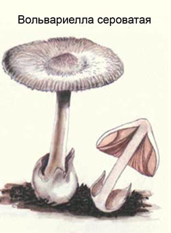 Как выглядит гриб вольвариелла сероватая, рисунок