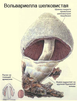 Как выглядит гриб вольвариелла шелковистая, рисунок