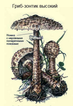 Как выглядит гриб-зонтик высокий, рисунок