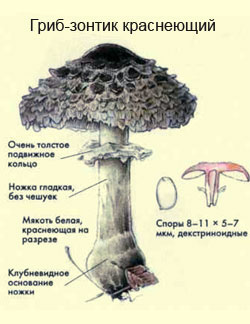 Как выглядит гриб-зонтик краснеющий, рисунок