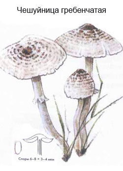 Как выглядит гриб чешуйница гребенчатая, рисунок