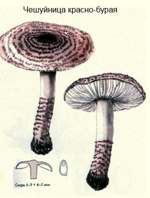 Как выглядит гриб чешуйница красно-бурая, рисунок