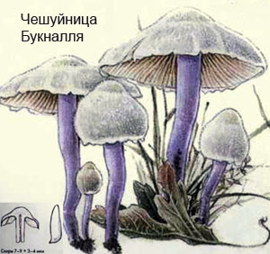 Как выглядит гриб чешуйница Букналля, рисунок