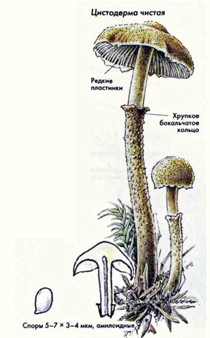 Как выглядит гриб цистодерма чистая, рисунок