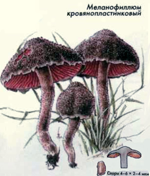 Как выглядит гриб меланофиллюм кровянопластинковый, рисунок