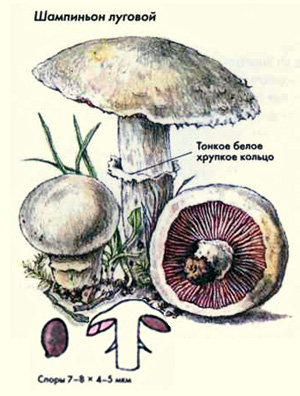 Как выглядит гриб шампиньон луговой, рисунок