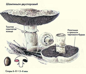 Как выглядит гриб шампиньон двуспоровый, рисунок