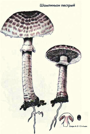 Как выглядит гриб шампиньон пестрый, рисунок