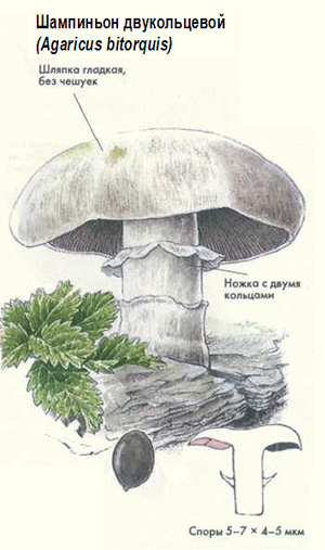 Как выглядит гриб шампиньон двукольцевой, рисунок