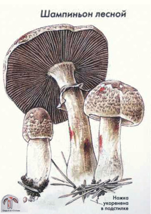 Как выглядит гриб шампиньон лесной, рисунок