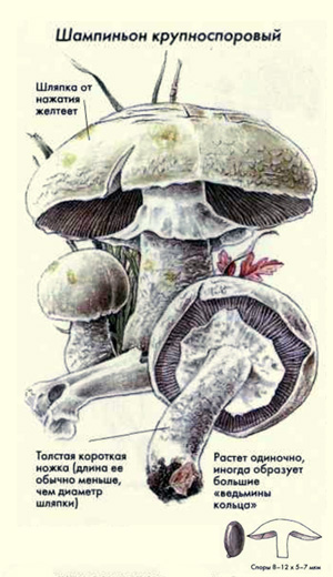 Как выглядит гриб шампиньон крупноспоровый, рисунок