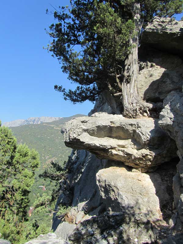 дерево на скале, фото