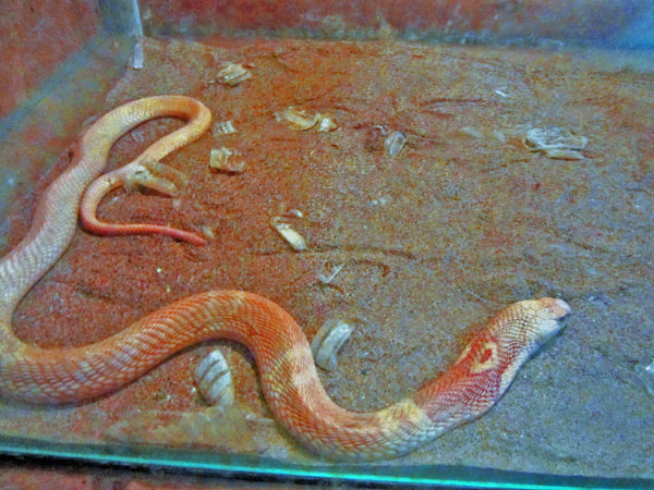 индийская кобра, фото