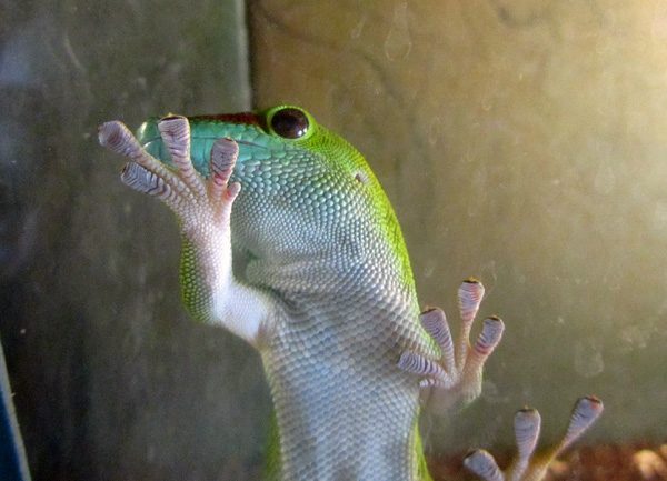 мадагаскарский дневной геккон, фото