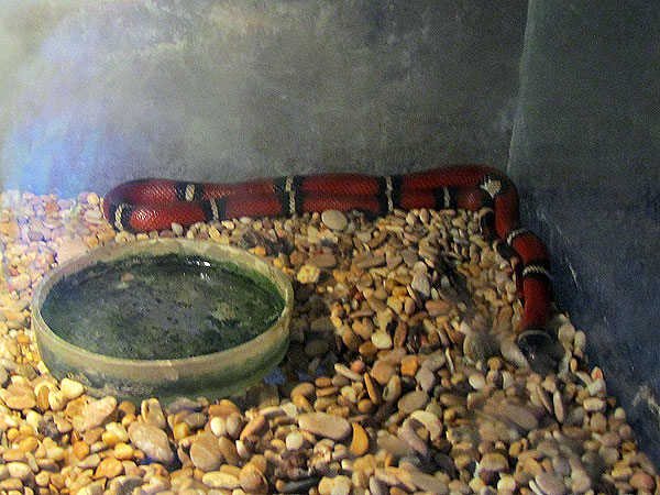 Молочная змея, фото