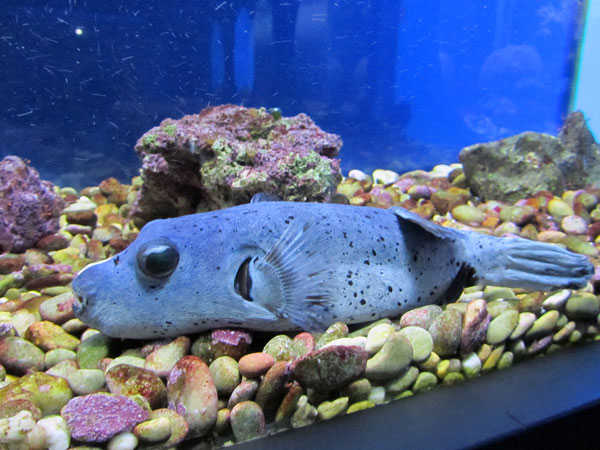 Аротрон черноточечный, рыбы с интересными названиями. Севастопольский океанариум, фото