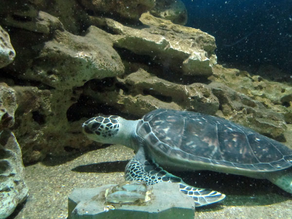 Морская черепаха, фото