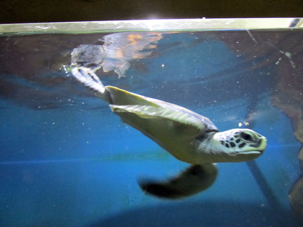 Морская черепаха Caretta caretta, фото