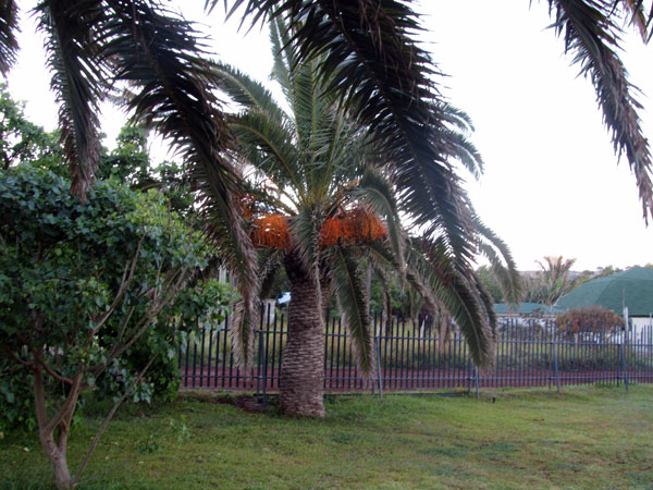 Финиковая пальма, фото