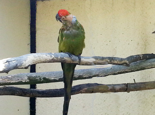 краснолобый ара, фото