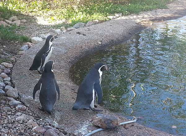 Пингвины Гумбольдта, фото