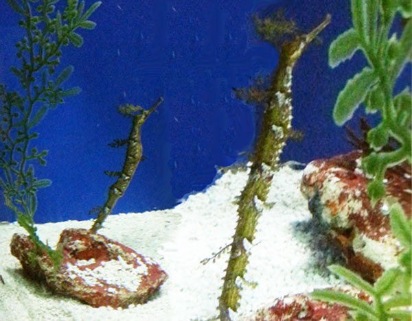 рыбы водоросли, фото