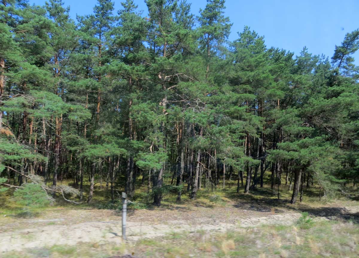 Лес на Куршской Косе, фото