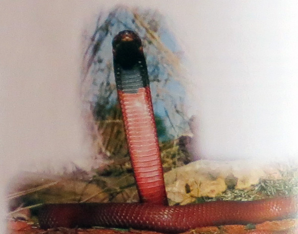 плюющаяся кобра, фото