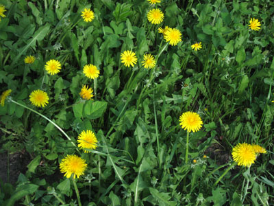 Лекарственные травы при заболеваниях печени, фото
