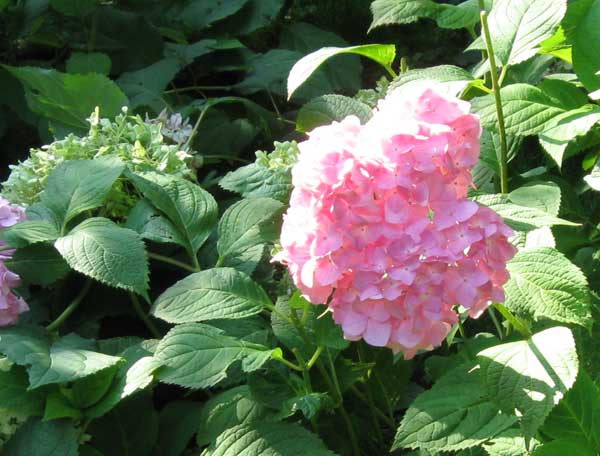 Аптекарский огород, розовые цветы