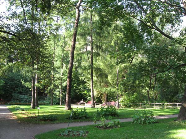 Ботанический сад МГУ. деревья
